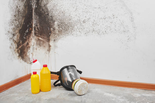 Best Local Mold Removal Service  in Mount Pleasant, TX