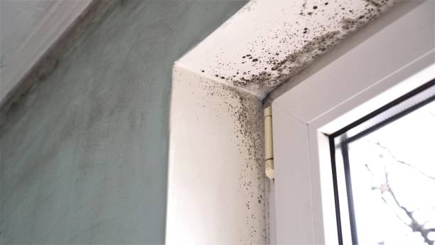 Best Certified Mold Removal  in Mount Pleasant, TX