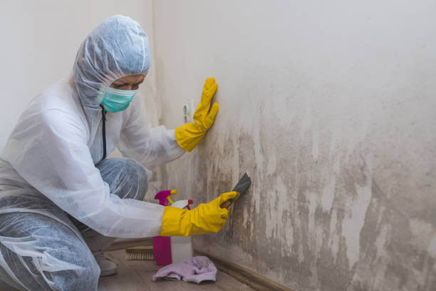 Best Mold Testing  in Mount Pleasant, TX