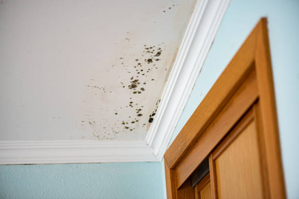 Best Mold Damage Repair  in Mount Pleasant, TX