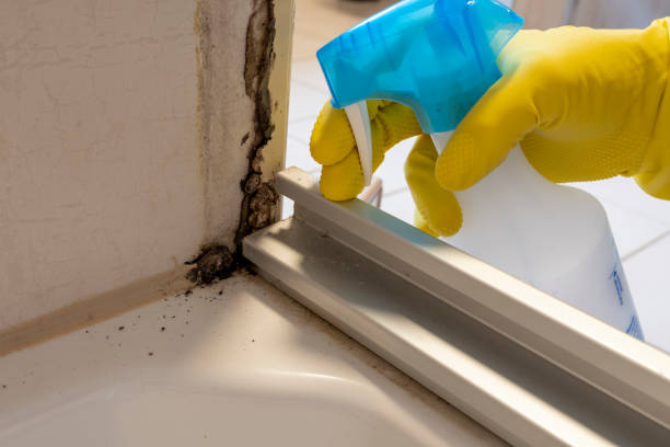 Best Local Mold Removal Service  in Mount Pleasant, TX