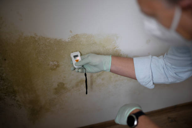 Best Local Mold Removal Service  in Mount Pleasant, TX