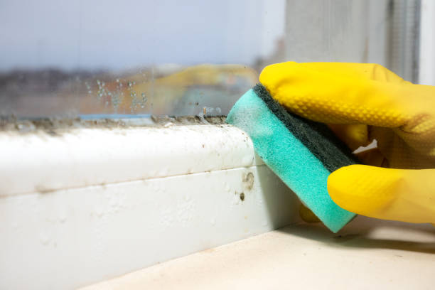 Trusted Mount Pleasant, TX Mold Removal Experts