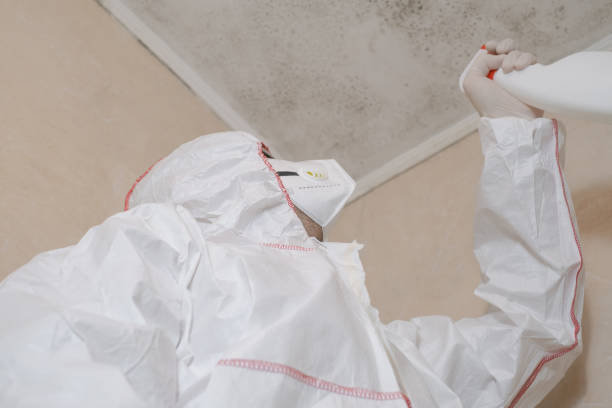 Best Professional Mold Removal  in Mount Pleasant, TX