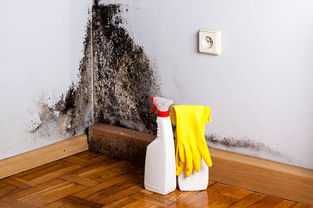 Best Mold Cleaning Services  in Mount Pleasant, TX