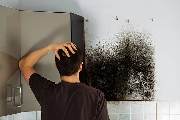 Best Fast Mold Removal  in Mount Pleasant, TX